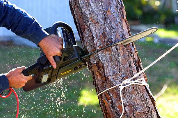 Professional Tree Services in Greenville, PA