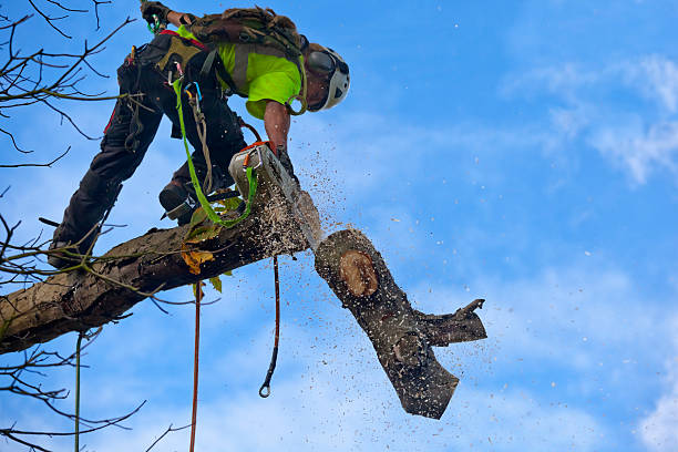 How Our Tree Care Process Works  in  Greenville, PA